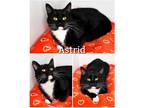 Adopt Astrid a Black & White or Tuxedo Domestic Shorthair (short coat) cat in
