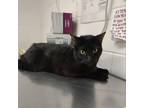 Adopt Moon boy a All Black Bombay / Mixed cat in Edinburg, TX (37721497)