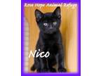 Adopt Nico a All Black Domestic Shorthair (short coat) cat in Waterbury