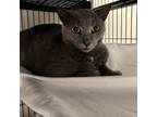 Adopt Puff a Gray or Blue Domestic Shorthair / Mixed cat in Ridgeland