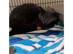 Adopt Pigeon a Gray or Blue Domestic Shorthair / Mixed cat in Ridgeland