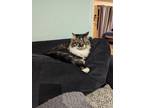 Adopt Fanny a Gray, Blue or Silver Tabby Maine Coon / Mixed (long coat) cat in
