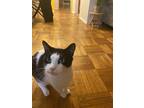 Adopt Bruce and Ace a Black & White or Tuxedo American Shorthair / Mixed (medium