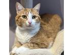 Adopt Sanza a Orange or Red Domestic Shorthair / Mixed cat in Oneonta