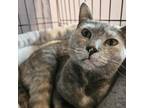 Adopt Calli a Calico or Dilute Calico Domestic Shorthair / Mixed cat in Oneonta