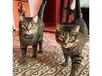 Adopt Loki & Thor (We're in foster care!) a Domestic Shorthair / Mixed cat in