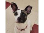 Adopt Kate Moss a Brindle Jack Russell Terrier / Mixed dog in Waynesboro
