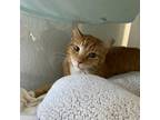 Adopt Simba a Orange or Red Domestic Shorthair / Mixed cat in Jupiter