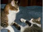 Adopt Montserat & Montelon a Brown Tabby Domestic Mediumhair (medium coat) cat