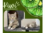 Adopt Kiwi a Brown Tabby Domestic Shorthair (short coat) cat in Glenwood