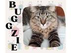 Adopt Buggzie a Tiger Striped Domestic Longhair (long coat) cat in Glenwood
