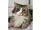 Adopt Sunshine a Domestic Mediumhair / Mixed cat in Novato, CA (37719886)