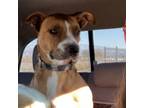 Adopt Rusty a Tan/Yellow/Fawn Mixed Breed (Large) / Mixed dog in Grand Junction