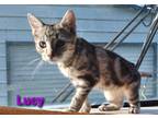 Adopt Lucy a Spotted Tabby/Leopard Spotted Domestic Shorthair / Mixed cat in