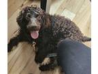 Adopt Cody a Brown/Chocolate Boykin Spaniel / Mixed dog in Sharon, CT (37721135)