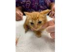 Adopt Gimli a Orange or Red Tabby Domestic Shorthair (short coat) cat in Fort