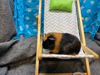 Adopt Ameraucana a Guinea Pig small animal in Elizabethtown, KY (37720970)