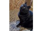 Adopt Midnight a Black (Mostly) American Shorthair / Mixed cat in Bowling Green
