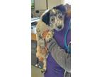 Adopt Poppy a Australian Shepherd / Mixed dog in Salt Lake City, UT (37720905)