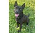 Adopt Florian a Black Shepherd (Unknown Type) / Mixed dog in Wenatchee