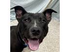 Adopt Peter a Black American Pit Bull Terrier / Mixed dog in Wenatchee
