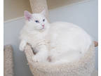 Adopt Olaf a White Domestic Mediumhair / Domestic Shorthair / Mixed (medium