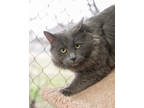 Adopt Oscar a Gray or Blue Domestic Mediumhair / Domestic Shorthair / Mixed cat