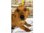 Adopt Pineapple a Brown/Chocolate Terrier (Unknown Type, Small) / Dachshund /