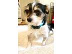Adopt Poe a Black - with Brown, Red, Golden, Orange or Chestnut Chinese Crested