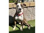 Adopt Moneypenny a Pit Bull Terrier / Mixed dog in Novato, CA (37720799)
