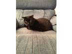 Adopt Ebony a All Black Domestic Mediumhair / Mixed (medium coat) cat in San