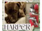 Adopt Harper a Gray/Silver/Salt & Pepper - with White Pit Bull Terrier / Mixed