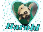 Adopt Harold a Black & White or Tuxedo Domestic Shorthair (short coat) cat in