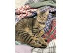 Adopt Ella a Brown Tabby Domestic Shorthair (short coat) cat in Columbus