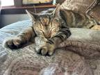 Adopt Lala (MC) a Brown Tabby Domestic Shorthair / Mixed (short coat) cat in
