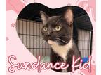 Adopt Sundance Kid a Black & White or Tuxedo Domestic Shorthair (short coat) cat