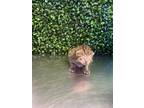 Adopt 52353228 a Brown Tabby Domestic Shorthair / Mixed cat in El Paso