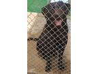 Adopt a Black Labrador Retriever / Mixed dog in Redding, CA (37720678)