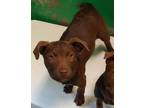 Adopt a Brown/Chocolate - with White Labrador Retriever / Pit Bull Terrier /