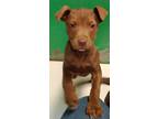 Adopt a Brown/Chocolate Labrador Retriever / Pit Bull Terrier / Mixed dog in