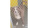 Adopt Bubba a Brown/Chocolate - with White Pit Bull Terrier / Mixed dog in