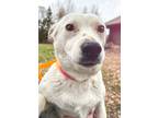 Adopt Ella a White Corgi / Mixed dog in Yakima, WA (37720614)