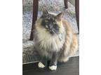 Adopt Lulu a Calico or Dilute Calico Domestic Longhair / Mixed (long coat) cat