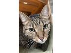 Adopt Spike a Domestic Shorthair / Mixed (short coat) cat in Genoa