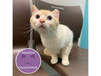 Adopt Merlin a Cream or Ivory Siamese / Domestic Shorthair / Mixed cat in