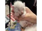 Adopt Lina a White Domestic Shorthair / Mixed cat in Yuma, AZ (37720382)