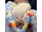 Adopt Tina a White Domestic Shorthair / Mixed cat in Yuma, AZ (37720381)