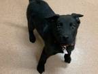 Adopt Bordeaux a Black German Shepherd Dog / Mixed dog in Boulder, CO (37698778)