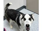 Adopt Dahlia a Black Husky / Mixed dog in Caldwell, ID (37720255)