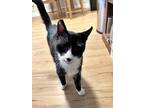 Adopt ARCHIE - Offered by Owner - Friendly Senior a Black & White or Tuxedo